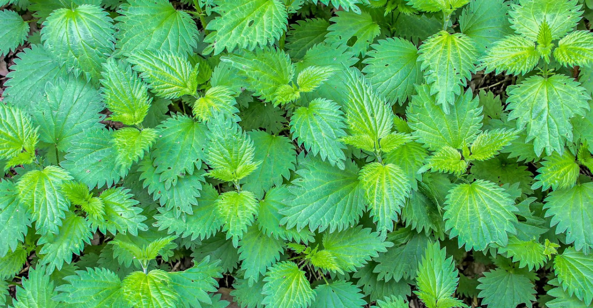 Stinging Nettles